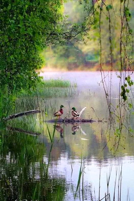 Beautiful Nature image