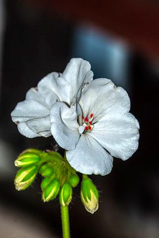 Beautiful Nature image