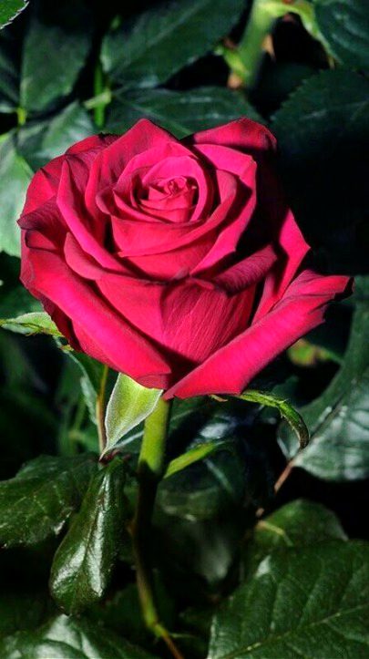 Beautiful Nature image