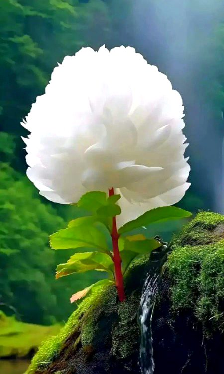 Beautiful Nature image