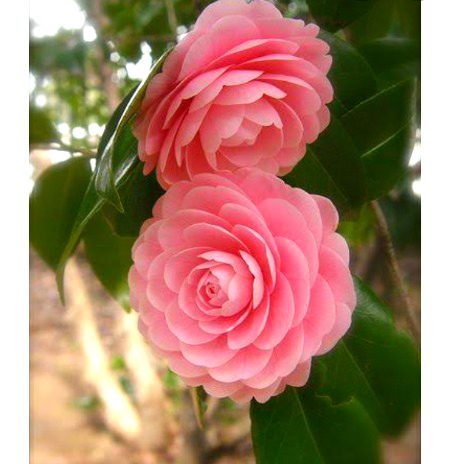 Beautiful Nature image