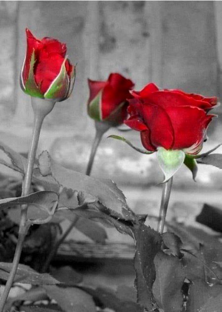 Beautiful Nature image