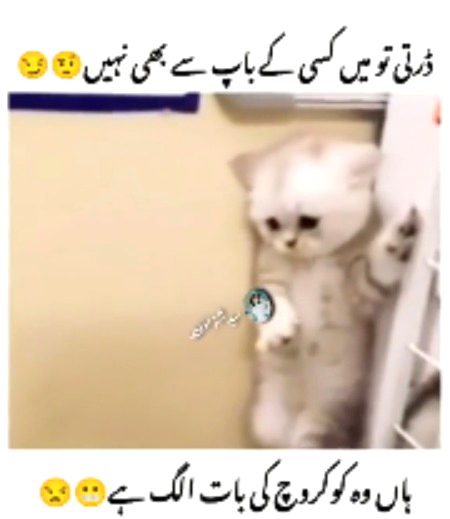 Memes & Satire image
