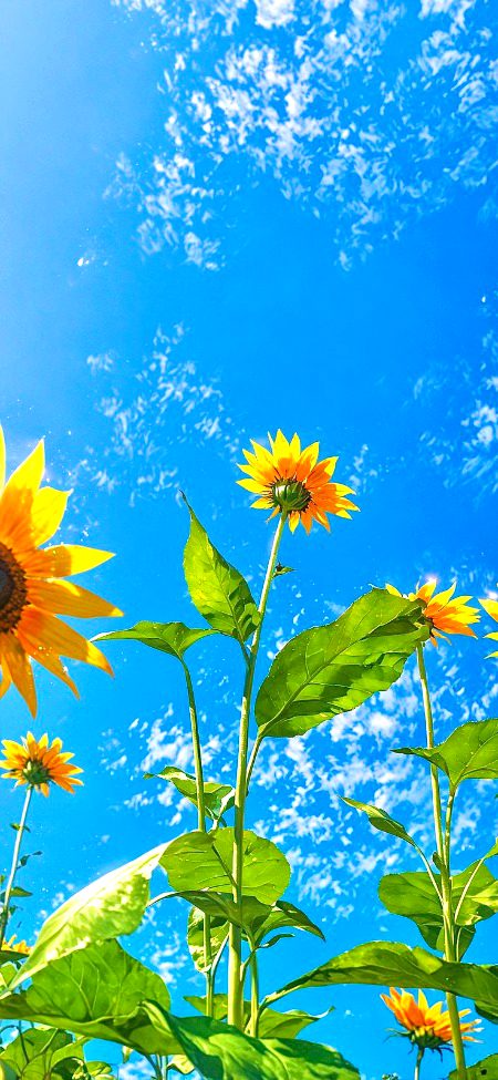 Beautiful Nature image