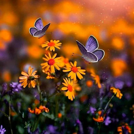 Beautiful Nature image