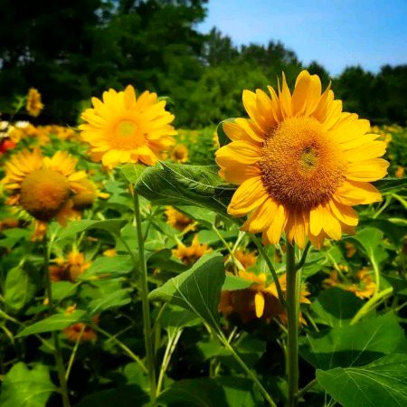 Beautiful Nature image
