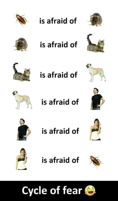 Memes & Satire image