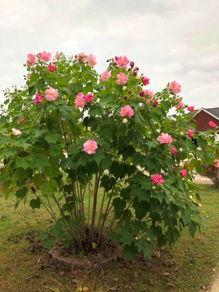 Beautiful Nature image