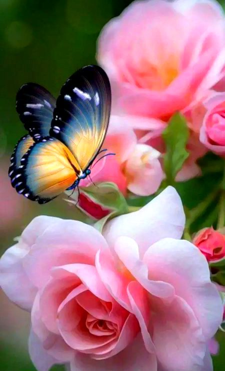 Beautiful Nature image