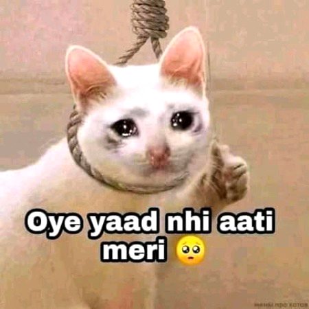 Memes & Satire image