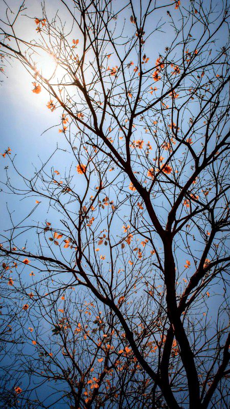 Beautiful Nature image