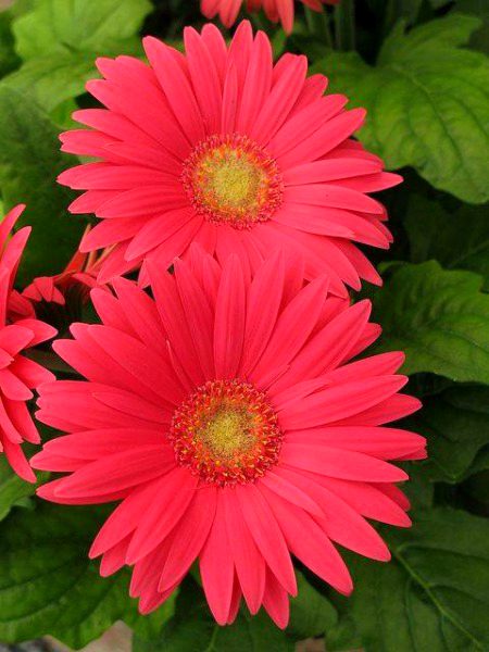 Beautiful Nature image