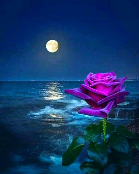 Beautiful Nature image