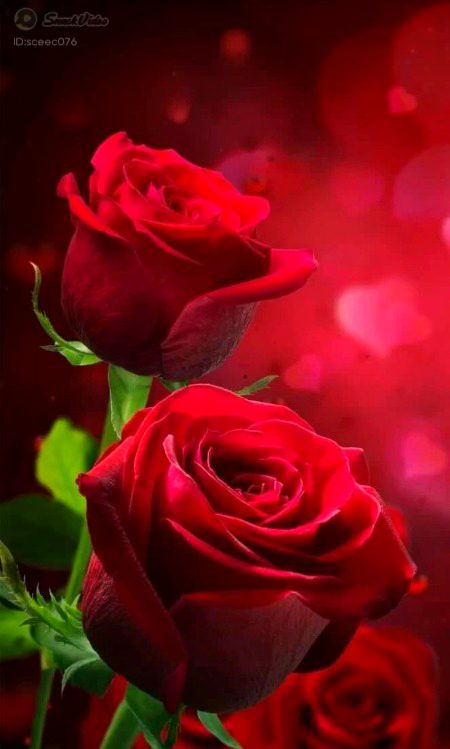 Beautiful Nature image