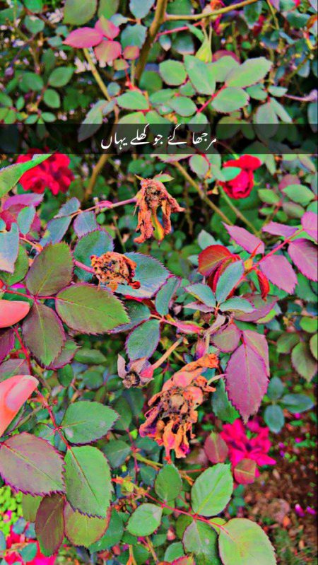 Beautiful Nature image