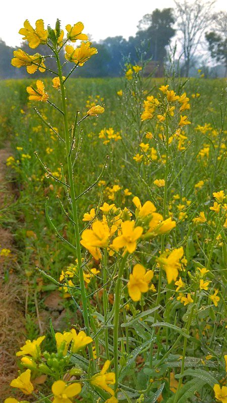 Beautiful Nature image