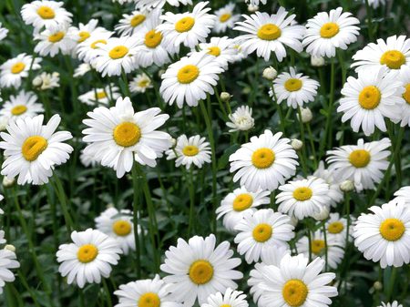 Beautiful Nature image