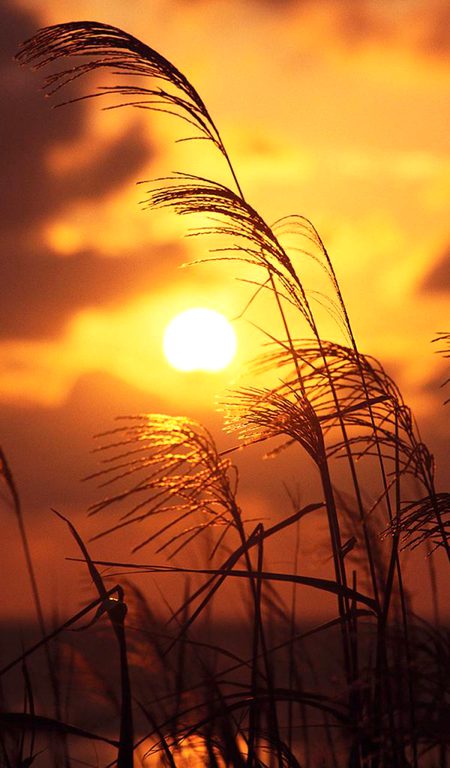Beautiful Nature image