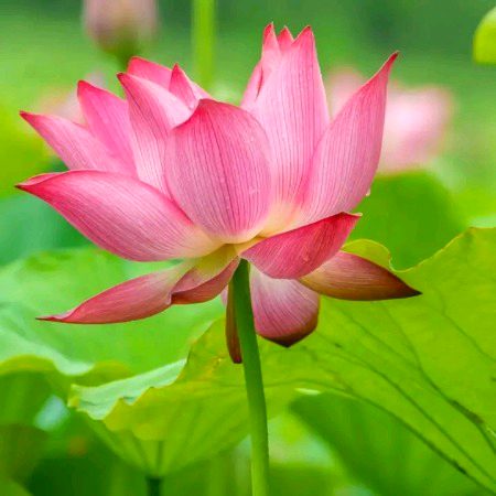 Beautiful Nature image