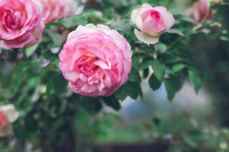 Beautiful Nature image