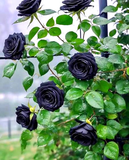 Beautiful Nature image