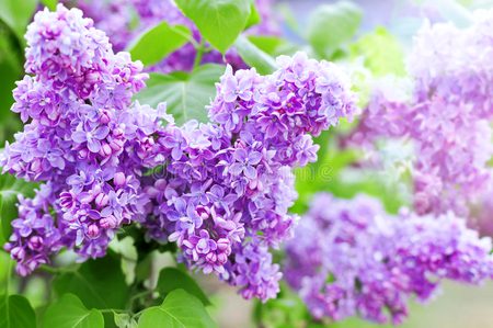 Beautiful Nature image