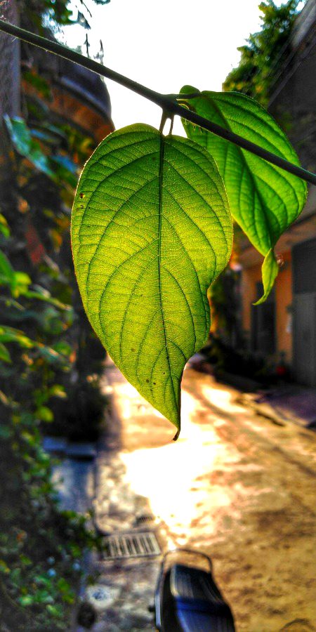Beautiful Nature image