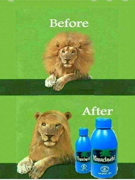 Memes & Satire image