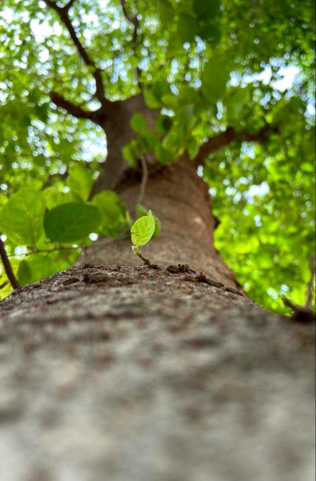 Beautiful Nature image