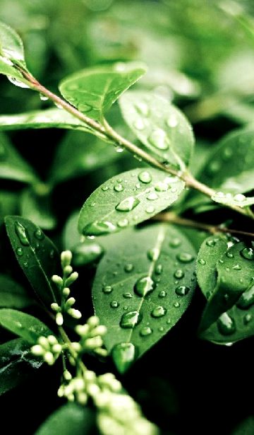 Beautiful Nature image