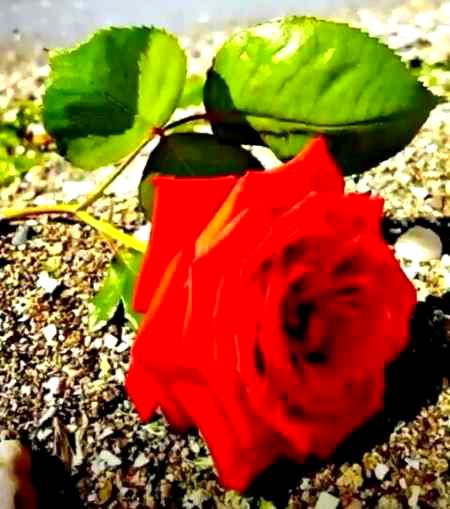 Beautiful Nature image