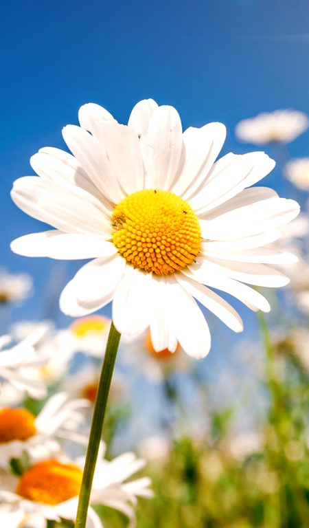 Beautiful Nature image