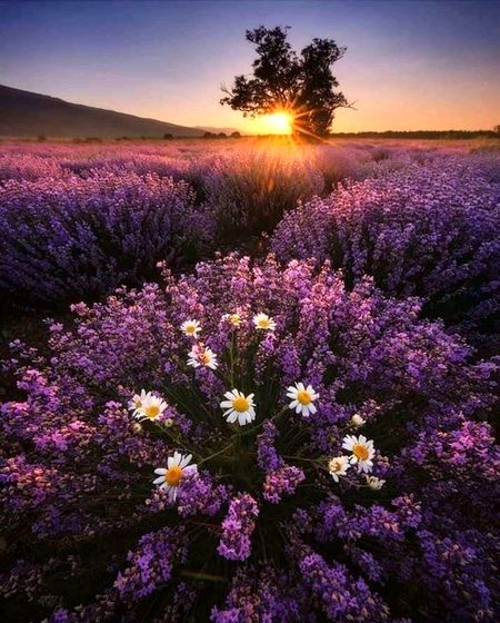 Beautiful Nature image