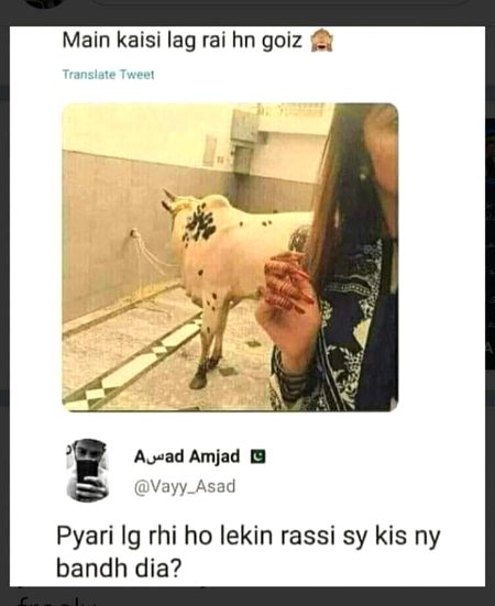 Memes & Satire image