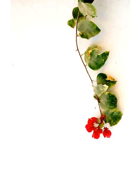 Beautiful Nature image