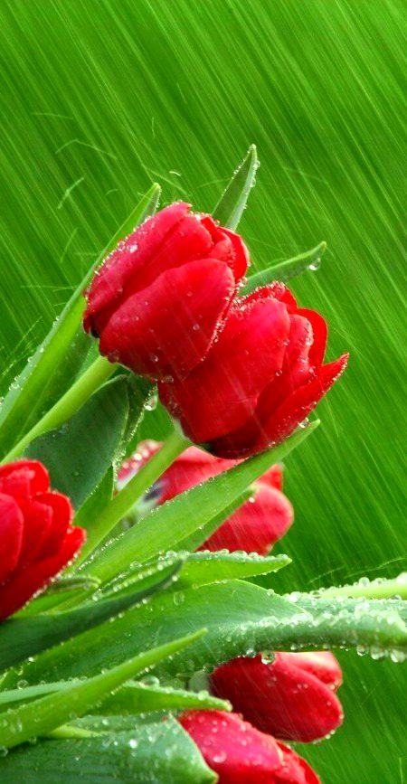 Beautiful Nature image