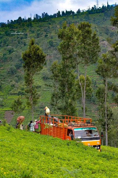 Beautiful Nature image