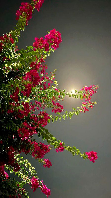 Beautiful Nature image