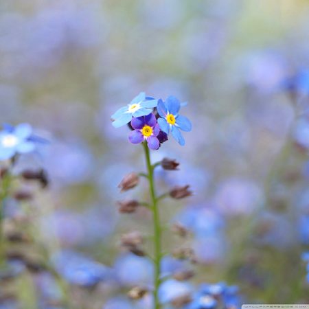 Beautiful Nature image