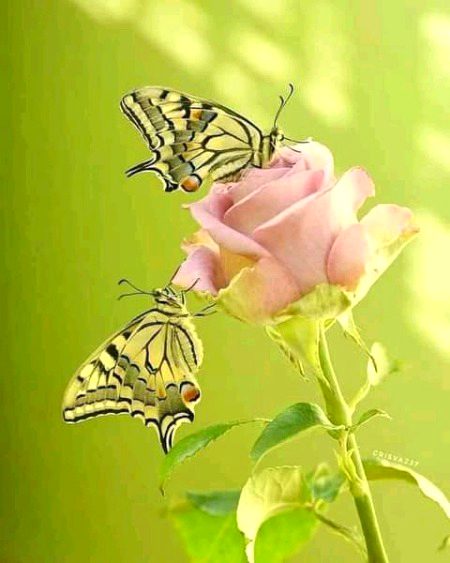 Beautiful Nature image