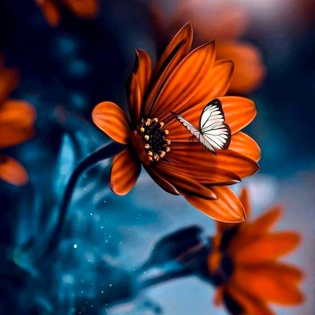Beautiful Nature image