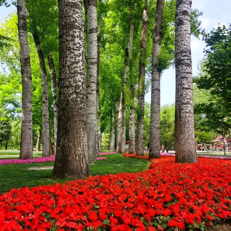 Beautiful Nature image