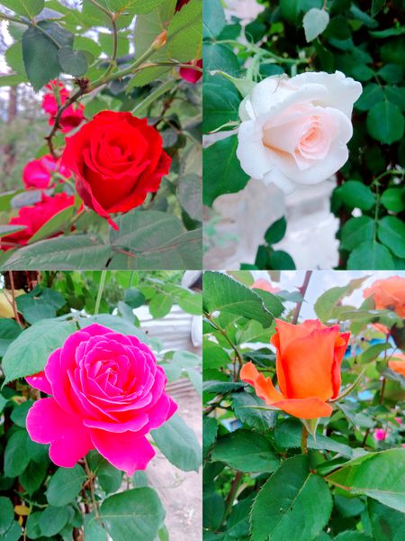 Beautiful Nature image