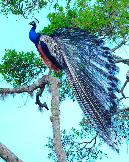 Beautiful Nature image