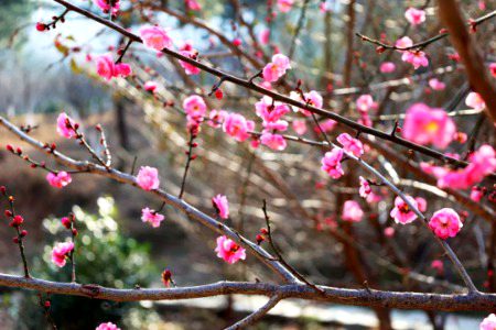 Beautiful Nature image