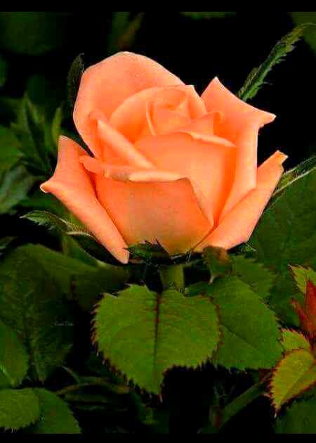 Beautiful Nature image