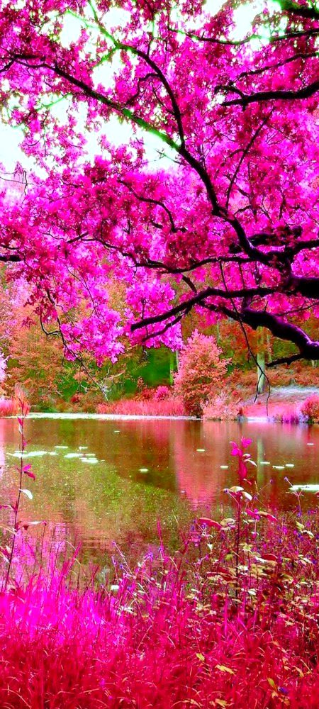 Beautiful Nature image