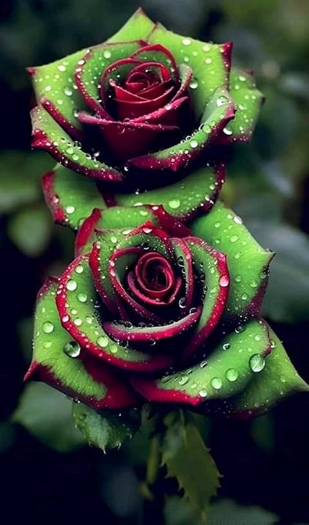 Beautiful Nature image