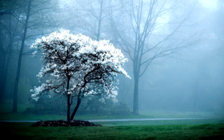 Beautiful Nature image