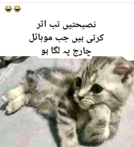 Memes & Satire image